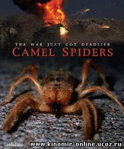 Верблюжьи пауки / Camel Spiders (2011) смотреть онлайн